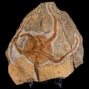 4.4" Brittlestar Ophiura Sp Starfish Fossil Ordovician Age Morocco COA & Stand