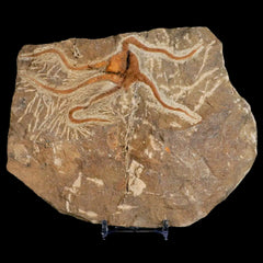 Starfish Fossil Collection