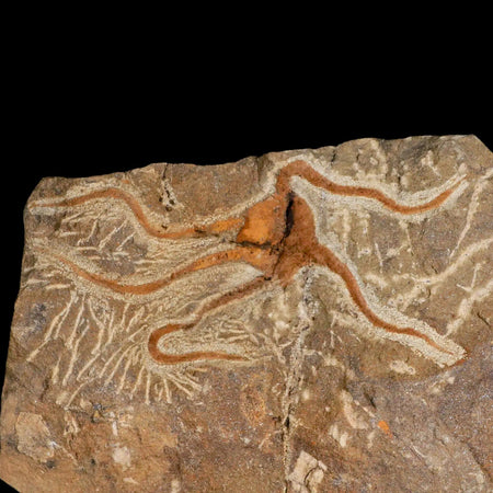 4.7" Brittlestar Ophiura Sp Starfish Fossil Ordovician Age Morocco COA & Stand