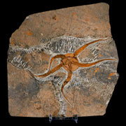 5.5" Brittlestar Ophiura Sp Starfish Fossil Ordovician Age Morocco COA & Stand