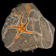 6" Brittlestar Ophiura Sp Starfish Fossil Ordovician Age Morocco COA & Stand