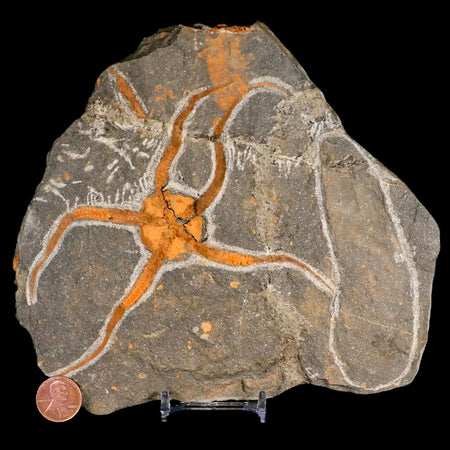 4.8" Brittlestar Ophiura Sp Starfish Fossil Ordovician Age Morocco COA & Stand