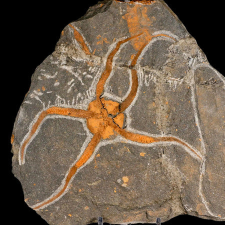 4.8" Brittlestar Ophiura Sp Starfish Fossil Ordovician Age Morocco COA & Stand