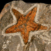 44MM Brittlestar Petraster Starfish Fossil Ordovician Age Blekus Morocco COA