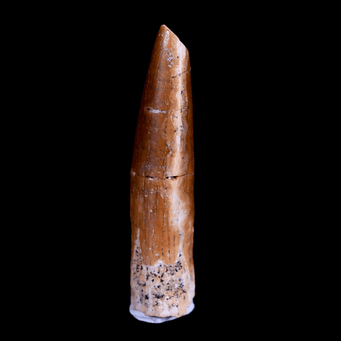 1.1" Rebbachisaurus Sauropod Fossil Tooth Early Cretaceous Dinosaur COA, Display - Fossil Age Minerals