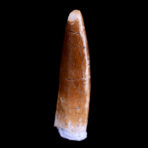 1.1" Rebbachisaurus Sauropod Fossil Tooth Early Cretaceous Dinosaur COA, Display - Fossil Age Minerals