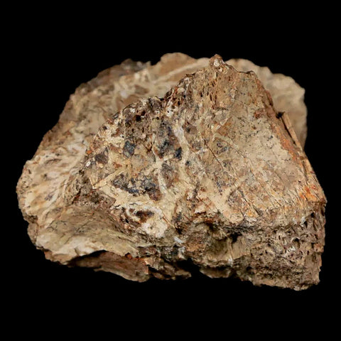 1.3" Rare Nanotyrannus Tyrannosaurus Fossil Bone Dinosaur Lance Creek FM WY - Fossil Age Minerals
