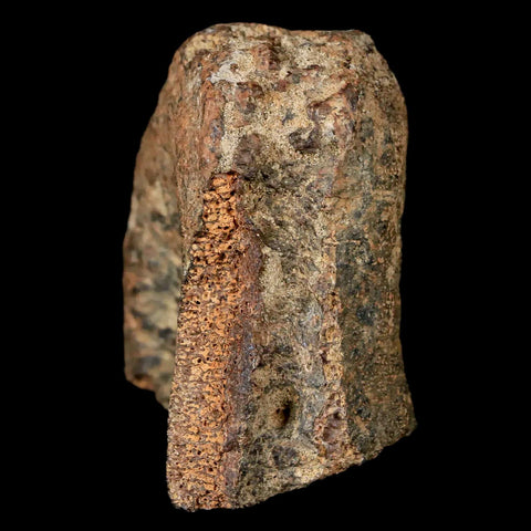 1.8" Hadrosaurus Fossil Toe Bone Lance Creek FM Dinosaur Cretaceous WY COA - Fossil Age Minerals