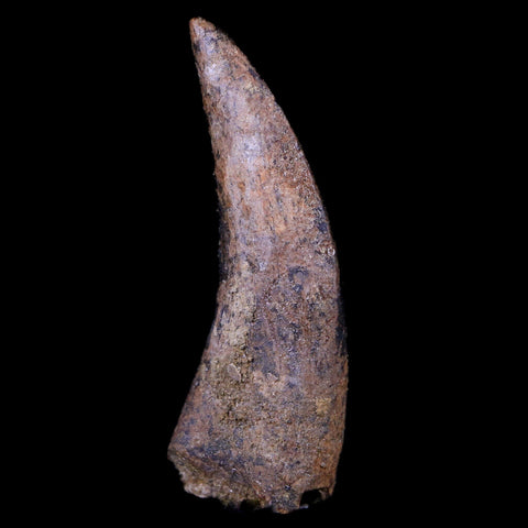 1.7" Nanotyrannus Tyrannosaurus Fossil Tooth Dinosaur Lance Creek FM WY COA - Fossil Age Minerals