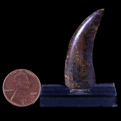 1.7" Nanotyrannus Tyrannosaurus Fossil Tooth Dinosaur Lance Creek FM WY COA - Fossil Age Minerals