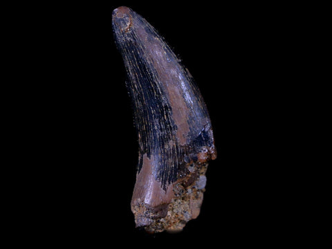 1.1" Nanotyrannus Tyrannosaurus Fossil Tooth Dinosaur Lance Creek FM WY COA - Fossil Age Minerals