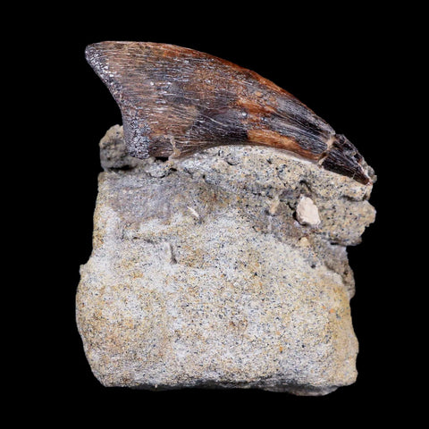 1.6" Rare Juvenile Tyrannosaur Fossil Foot Claw Cretaceous Dinosaur Montana COA - Fossil Age Minerals