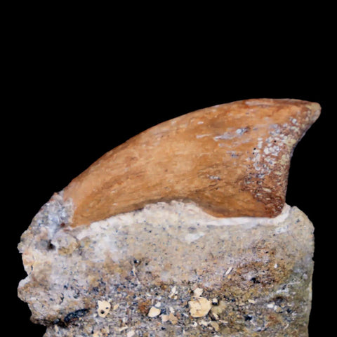 1.6" Rare Juvenile Tyrannosaur Fossil Foot Claw Cretaceous Dinosaur Montana COA - Fossil Age Minerals