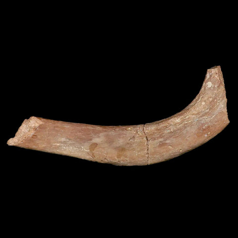 5.3" Pachycephalosaurus Fossil Rib Bone Cretaceous Dinosaur Lance Creek WY COA - Fossil Age Minerals