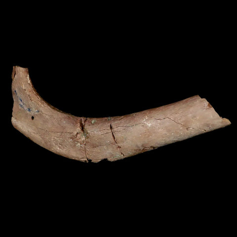 5.3" Pachycephalosaurus Fossil Rib Bone Cretaceous Dinosaur Lance Creek WY COA - Fossil Age Minerals