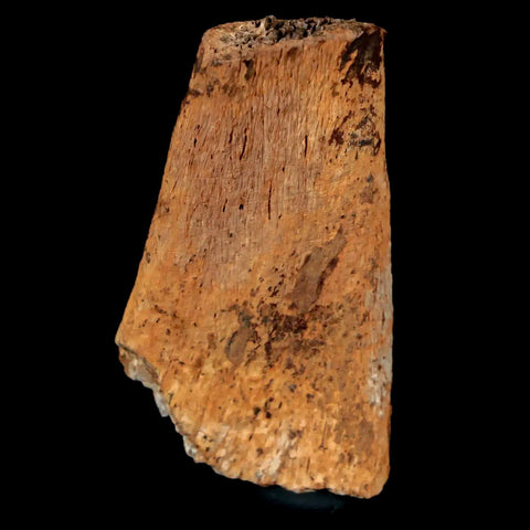 1.9" Pachycephalosaurus Fossil Rib Bone Cretaceous Dinosaur Lance Creek WY COA - Fossil Age Minerals