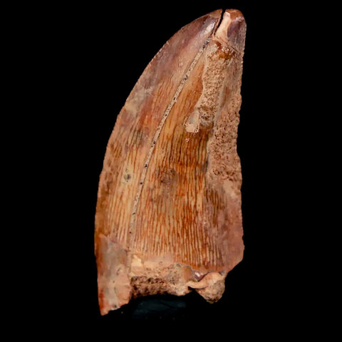 1.6" Carcharodontosaurus Fossil Tooth Cretaceous Dinosaur Morocco COA, Stand - Fossil Age Minerals