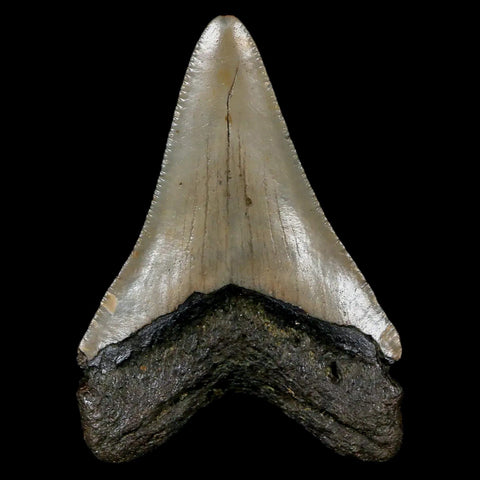 2.5" Quality Megalodon Shark Tooth Serrated Fossil Natural Miocene Age COA - Fossil Age Minerals