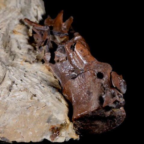 5" Corythosaurus Dinosaur Fossil Tail Vertebrae Bones And Tendons In Matrix COA - Fossil Age Minerals