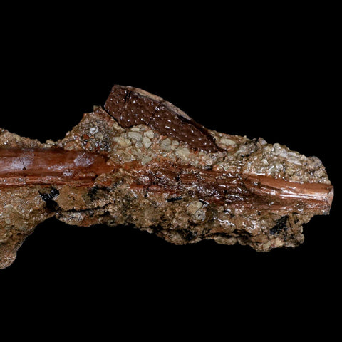 12.5" Hadrosaur Dinosaur Fossil Chevron Vertebrae Bone in Matrix Judith River MT COA - Fossil Age Minerals
