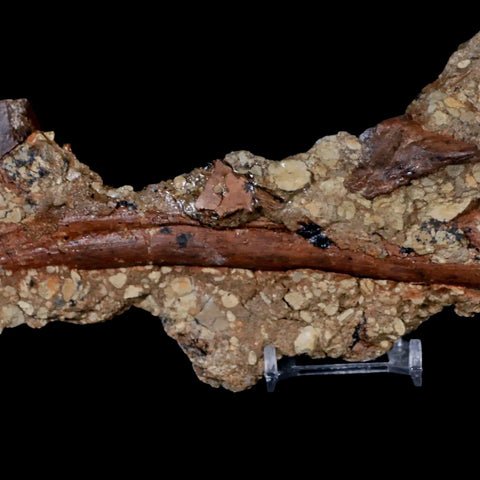 12.5" Hadrosaur Dinosaur Fossil Chevron Vertebrae Bone in Matrix Judith River MT COA - Fossil Age Minerals