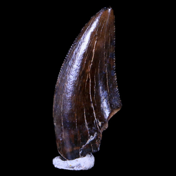 Carnotaurus tooth for discount sale