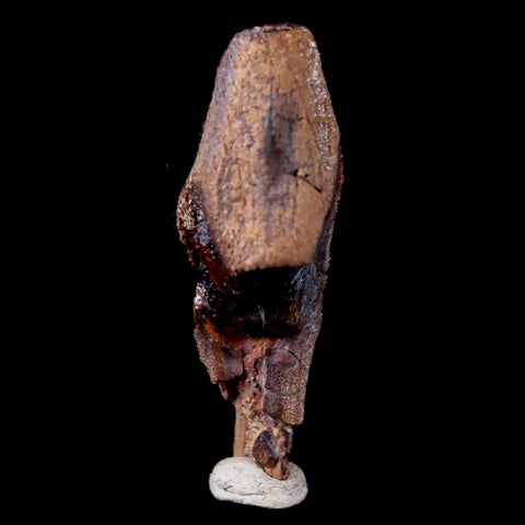 XL 1.4" Brachylophosaurus Fossil Tooth Cretaceous Dinosaur Judith River, MT COA - Fossil Age Minerals