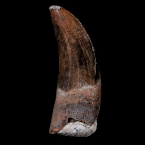 0.7" Dakotaraptor Serrated Tooth Fossil Rooted Raptor Hell Creek FM Montana COA - Fossil Age Minerals