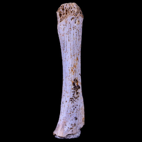 0.9" Rare Bird Bone Fossil Cretaceous Dinosaur Age Judith River Formation MT Display - Fossil Age Minerals