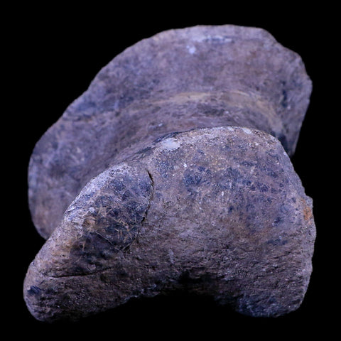 4.3" Maiasaura Hadrosaur Dinosaur Toe Bone Fossil Two Medicine FM Montana COA - Fossil Age Minerals