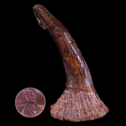 XL 3" Sawfish Fossil Tooth Barb Onchopristis Numidus Cretaceous Dinosaur Era COA - Fossil Age Minerals