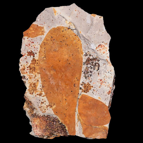 3.1" Detailed Glossopteris Browniana Fossil Plant Leafs Permian Age Australia - Fossil Age Minerals