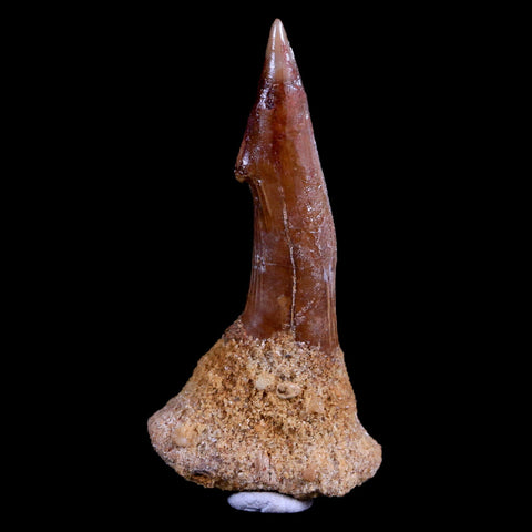2.8" Sawfish Fossil Tooth Barb Onchopristis Numidus Cretaceous Dinosaur Era COA - Fossil Age Minerals