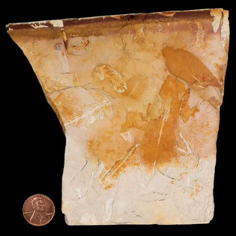 5" Detailed Glossopteris Browniana Fossil Plant Leafs Permian Age Australia - Fossil Age Minerals
