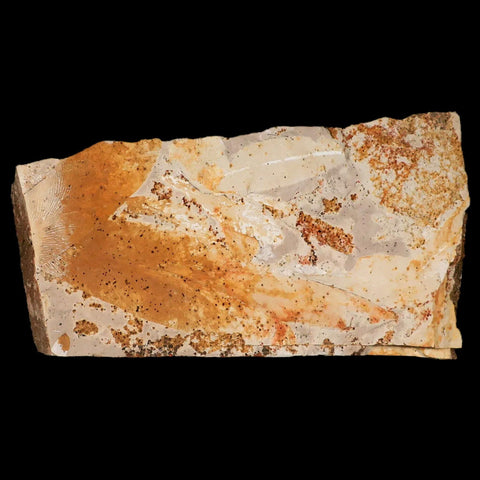 6.8" Detailed Glossopteris Browniana Fossil Plant Leafs Permian Age Australia - Fossil Age Minerals