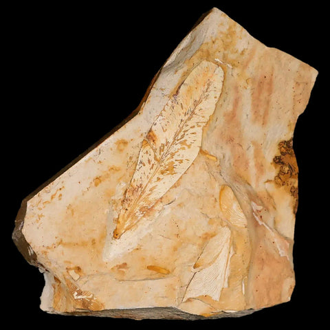 4.4" Detailed Glossopteris Browniana Fossil Plant Leafs Permian Age Australia - Fossil Age Minerals