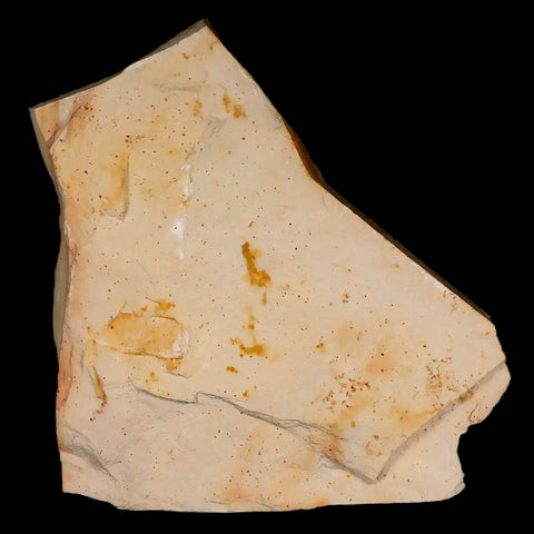 4.4" Detailed Glossopteris Browniana Fossil Plant Leafs Permian Age Australia - Fossil Age Minerals