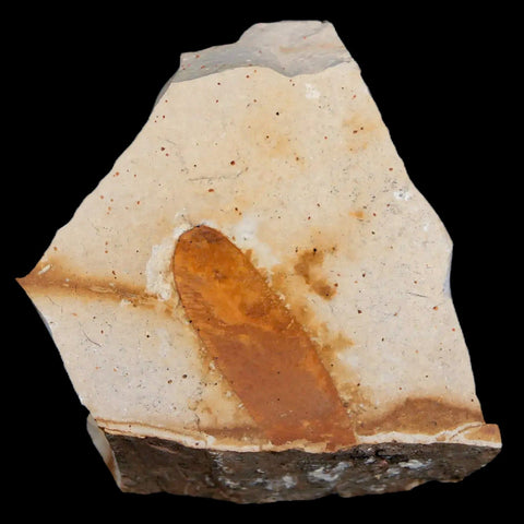 2" Detailed Glossopteris Browniana Fossil Plant Leafs Permian Age Australia - Fossil Age Minerals