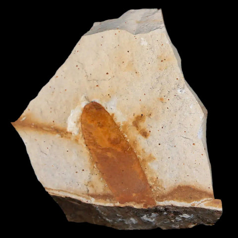 2" Detailed Glossopteris Browniana Fossil Plant Leafs Permian Age Australia - Fossil Age Minerals
