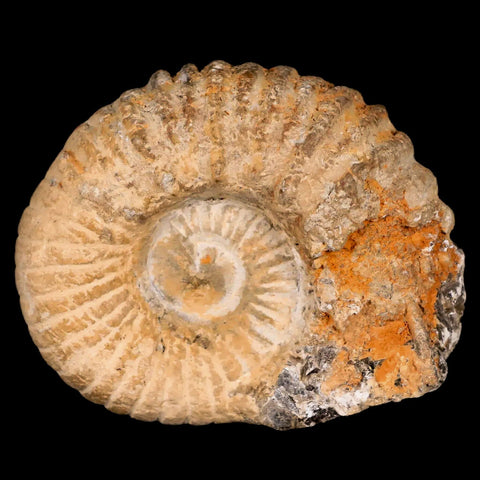 3.4" Acanthoceras Ammonite Fossil Agadir Morocco 360 Million Year Old COA - Fossil Age Minerals