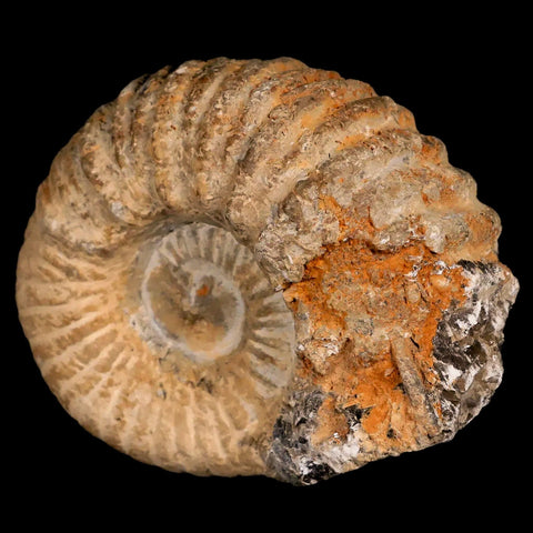 3.4" Acanthoceras Ammonite Fossil Agadir Morocco 360 Million Year Old COA - Fossil Age Minerals