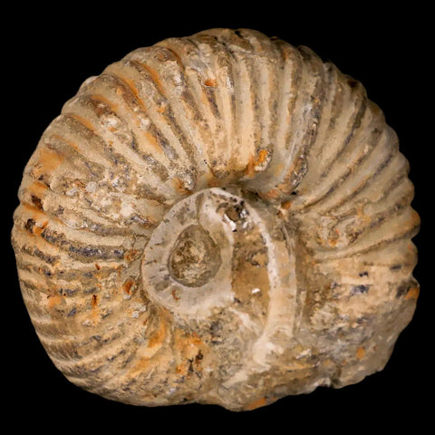 3.9" Acanthoceras Ammonite Fossil Agadir Morocco 360 Million Year Old COA - Fossil Age Minerals
