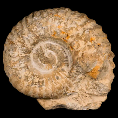 3.3" Acanthoceras Ammonite Fossil Agadir Morocco 360 Million Year Old COA - Fossil Age Minerals
