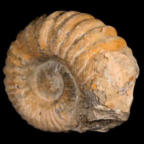 3.8" Acanthoceras Ammonite Fossil Agadir Morocco 360 Million Year Old COA - Fossil Age Minerals