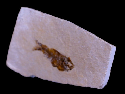 1.1" Hemisaurida Fossil Fish Plate Cretaceous Dinosaur Age Hakel Lebanon - Fossil Age Minerals