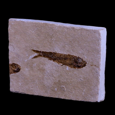 1.6" Hemisaurida Fossil Fish Plate Cretaceous Dinosaur Age Hakel Lebanon - Fossil Age Minerals