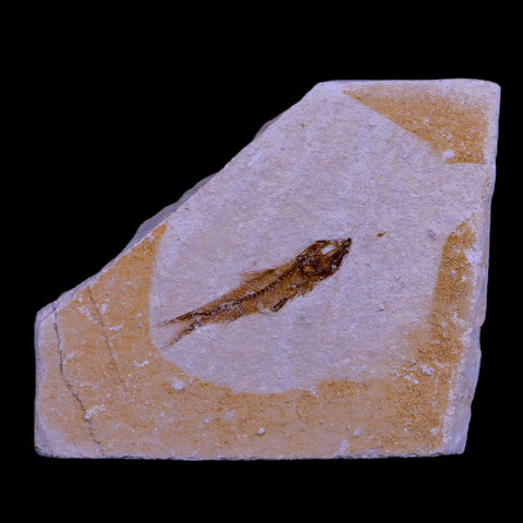 1.2" Hemisaurida Fossil Fish Plate Cretaceous Dinosaur Age Hakel Lebanon - Fossil Age Minerals