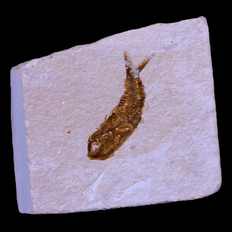 1.1" Hemisaurida Fossil Fish Plate Cretaceous Dinosaur Age Hakel Lebanon - Fossil Age Minerals