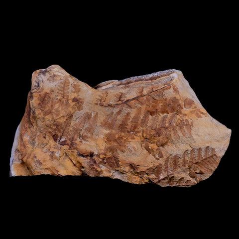 5.9" Pecopteris Unita Fossil Plant Leaves Penny Quarry Stanger FM Ottawa Kansas - Fossil Age Minerals