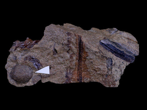 6" Palmocarpon Palmarum Fossil Seed, Plants Paleocene Age Raton FM Colorado - Fossil Age Minerals
